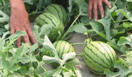 西安最新吃瓜爆料汇总